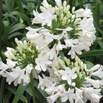 Agapanthus Medium White 15CM Pot