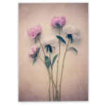 Peonies 1 Art Print - A0 No Frame Print Only
