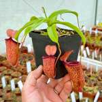 Tropical Pitcher Nepenthes 'talagensis X Ventricosa'