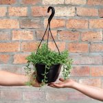 String Of Dolphins - 20CM Hanging Pot