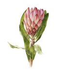 Protea Compacta Art Print - A1