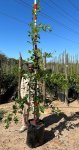 Quercus Palustris 40LT