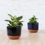 Philodendron - Birkin - In Navy Pluto Planter