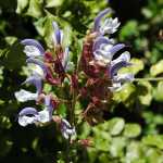 Salvia Chamelaeagnea 12CM Pot