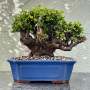 Portulacaria Afra "spekboom" - PXL05 420MM L X 380MM D X 340MM H