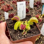 Venus Fly Trap 'coq Couch X Up-giant 1.' Special Import. - 3 Years Or Older. 12CM Plastic Container.