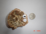 Petrified Wood Stone Slice SPE35