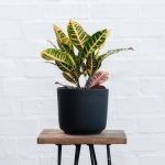 Croton - In Black Matte Emerson Pot