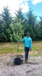 Apple – Royal Beauty 70LT