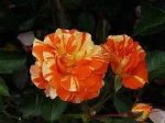 Oranges And Lemons Rose 5LT