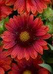 Gaillardia F1 Mesa Red Seed - 10 Raw Seed