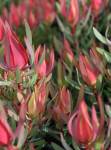 Leucadendron Harlequin 15CM Pot
