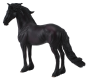 Friesian Stallion X Large