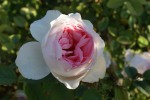 Linda Anne Rose 5LT