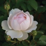 Figaro Panarosa Rose 5LT