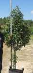Curtisia Dentata 40LT Tree