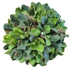 Artificial Seakale Topiary Ball 25CM