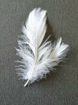 Small Goose Feathers White 7G