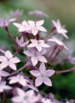Pentas F1 Northern Lights Lavender Seed - 250 Pelleted Seed