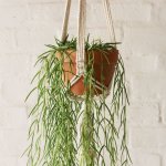 Hoya Linearis - In White Macrame Hanger & Terracotta Pot