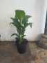 Spathiphyllum Sebastian 30CM