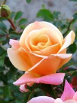 Deloitte & Touche Rose 5LT