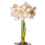 Amaryllis Sonata Double – “harlequin” Bulbs