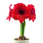 Amaryllis Symphony Single – “double Six” Bulb