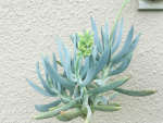 Senecio ‘curio’ Ficoides 4LT