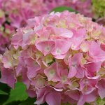 Hydrangea Light Pink 10LT