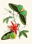 The Cabinet Of Oriental Entomology Pl Xii 1848 Art Print - A1