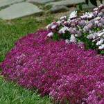 Alyssum ‘clear Crystal’ Purple Shades 6 Pack Tray