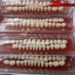 28-PIECE Dental Teeth Model Set - Educational Denture Simulation - Polypropylene Resin Teeth For Dental Practice Non-toxic Tooth