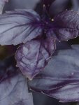 Basil Red Rubin Improved Seed - 20 G Raw Seed