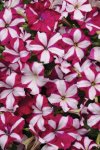 Petunia Easy Wave Burgundy Star Seed - 250 Pelleted Seed