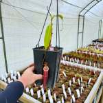 Tropical Pitcher Nepenthes 'spectabilis X Mirabilis Var Globosa' BE-3909