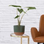 Alocasia Zebrina - In 16CM Forest Green Pluto Planter