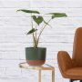 Alocasia Zebrina - In 16CM Forest Green Pluto Planter