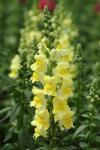 Antirrhinum Snapdragon Potomac Yellow - 1000 Raw Seed