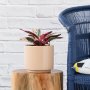 Triostar - In Blush Migo Planter