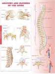 Anatomy And Injuries Of The Spine 9969