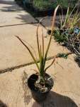Aloe Cooperi 4 Litre Pot