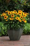Gaillardia F1 Mesa Bright Bicolour Seed - 100 Raw Seed