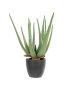 Aloe 14 W 11 Lvs In Black Pot