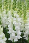 Antirrhinum Snapdragon Potomac White - 5000 Raw Seed