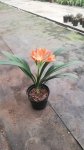 Click & Plant Online Nursery