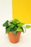 Heart Leaf Philodendron - Green 15CM