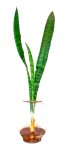 Barrel Vase With Snake Plant