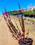 Gaura ‘pink Blush’ 14CM Pot