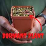 Venus Fly Trap 'samurai' - 2 Year Old Plant. 7.5CM Plastic Container.